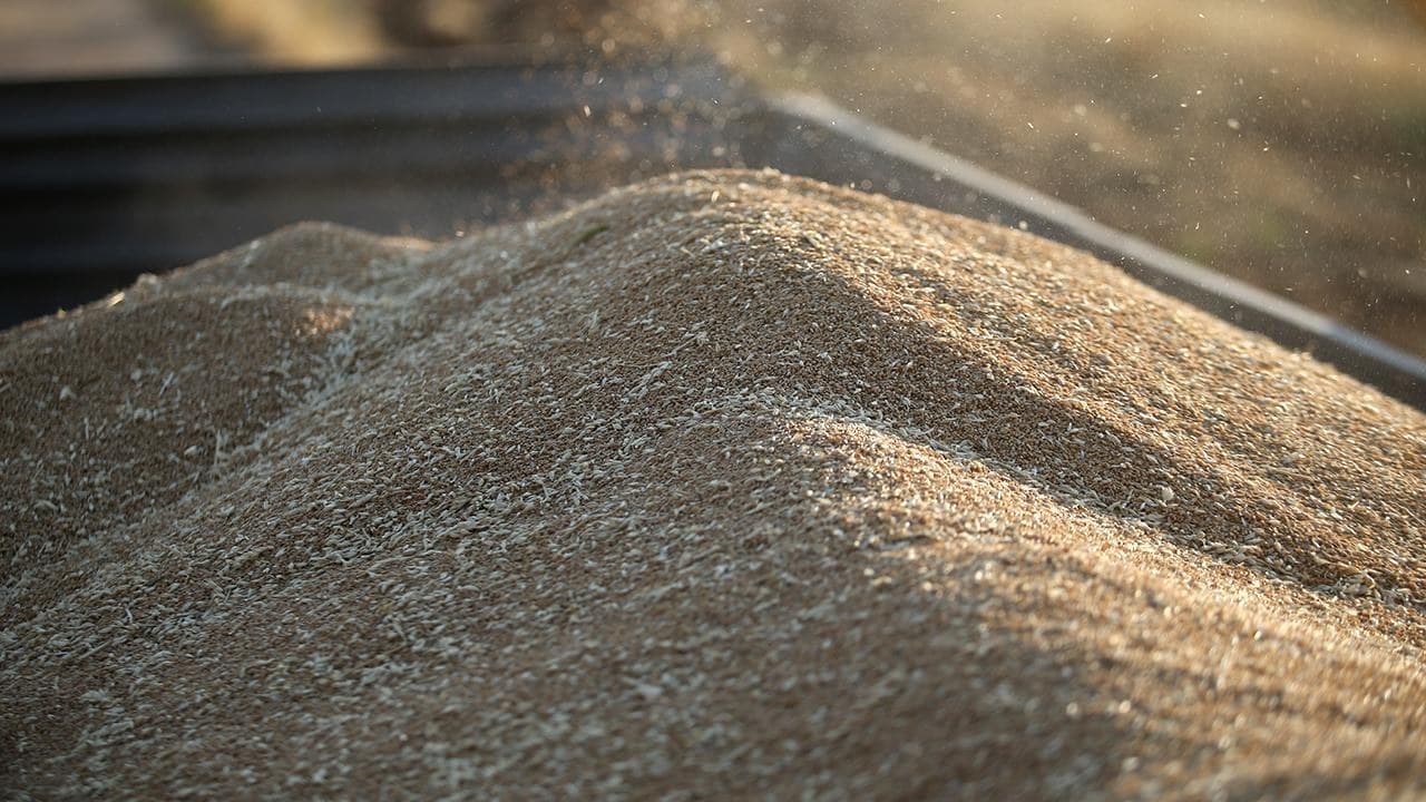 Hububat üretiminde bu yıl tarihin en yüksek üretim miktarına ulaşılması bekleniyor