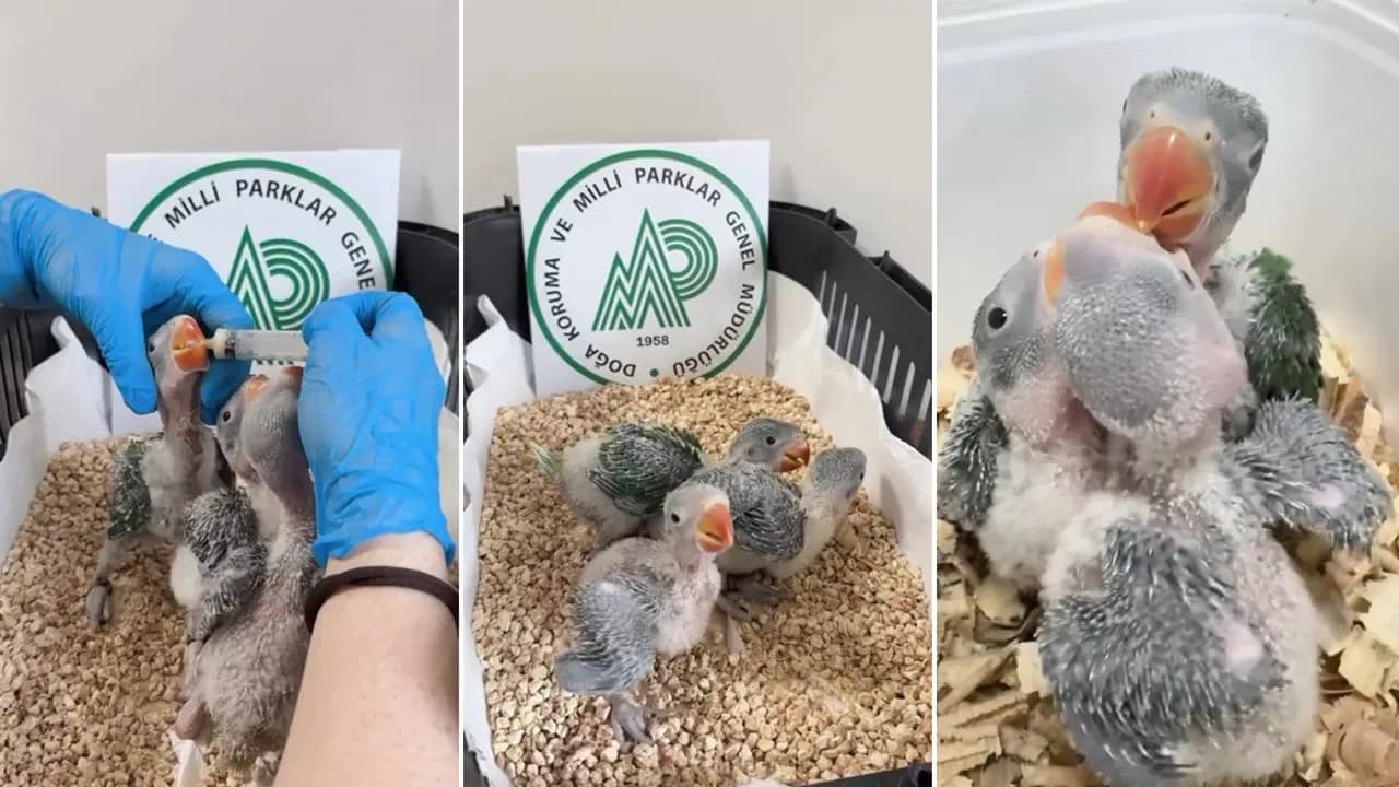 Kaçak satılmak istenen 3 İskender papağanı yavrusu kurtarıldı!